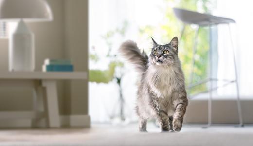 Пушистый кот идет с хвостом вверх