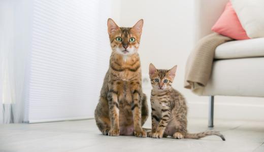 Кошка и котенок тигрового окраса