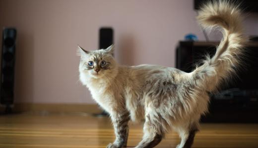 Кошка породы рэгдолл