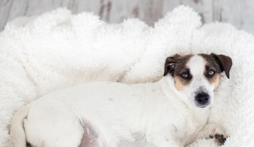 Беременная собака