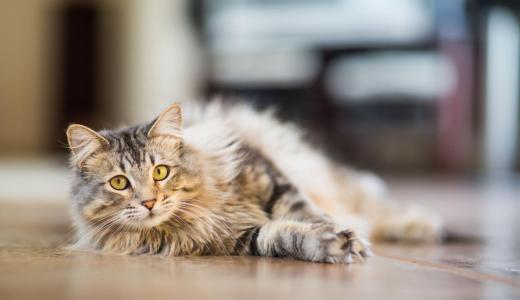 Кот лежит на полу