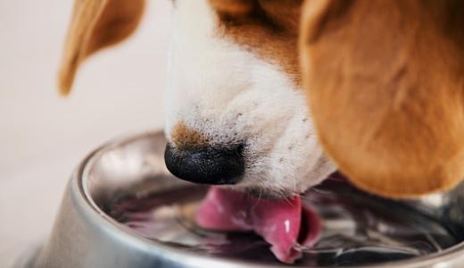 Сколько воды давать собаке