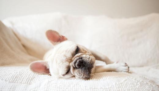 Грустная собака лежит на диване