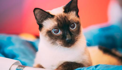 Тайская кошка