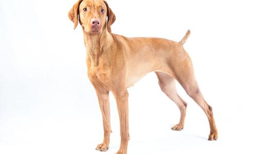 Венгерская выжла