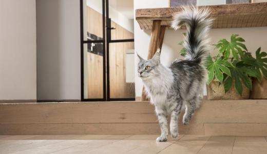 Серый кот с пушистым хвостом вверх