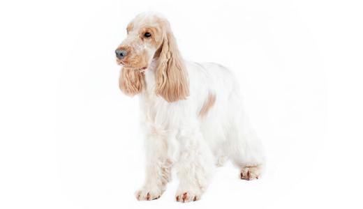 Английский кокер-спаниель