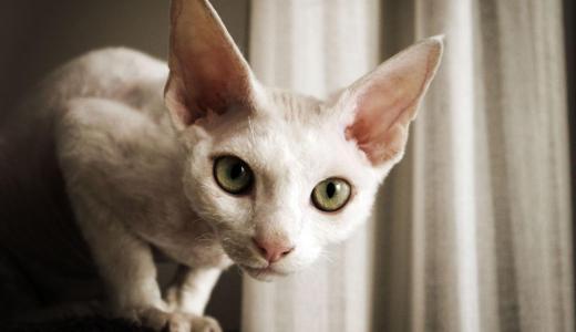 Белый девон-рекс