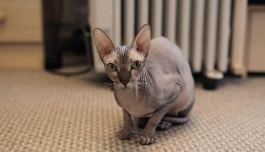 Донской сфинкс сидит на полу