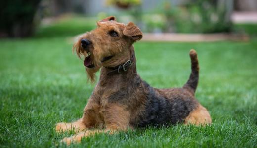 Эрдельтерьер сидит на траве