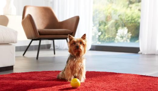 Йоркширский терьер лежит на красном ковре с мячом