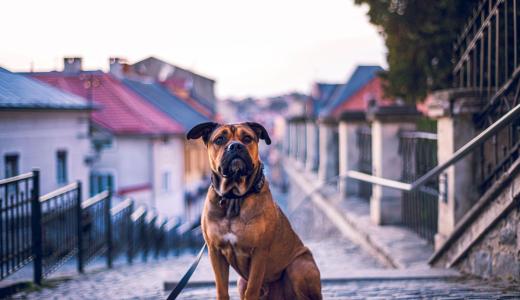 Ка-де-бо сидит на дороге