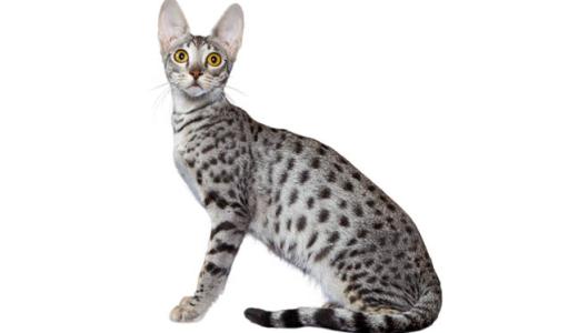 Кошка породы Саванна 