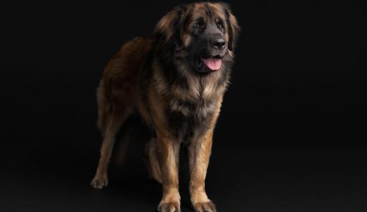 Леонбергер