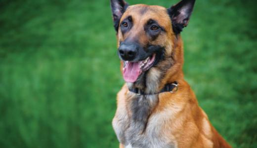 Собака породы малинуа на траве