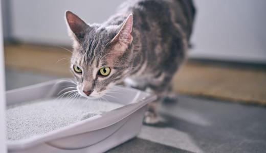 Кошка нюхает наполнитель 