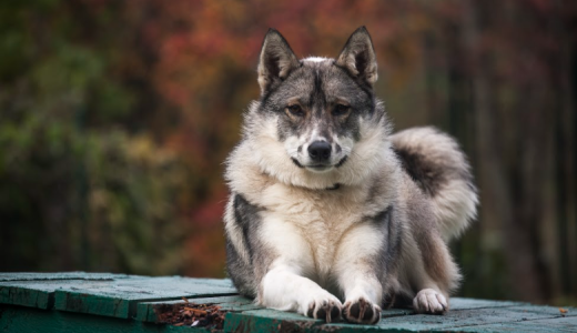 Западно-сибирская лайка