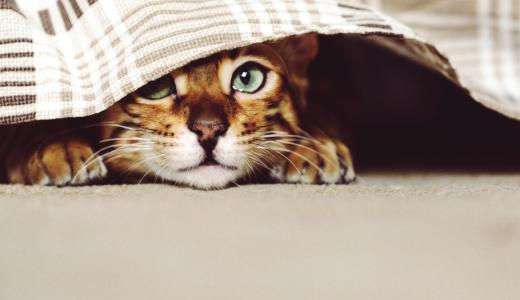 Чего боятся кошки и коты