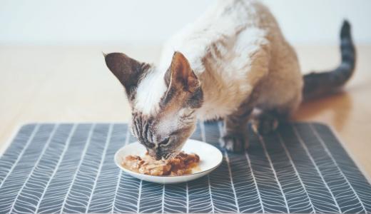 Кошка ест из миски