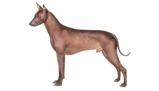 Ксолоитцкуинтли