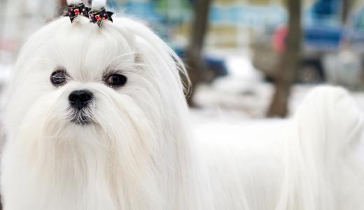 Мальтийская болонка (Мальтезе)