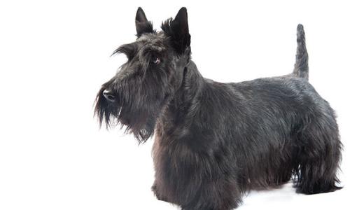 Скотч-терьер