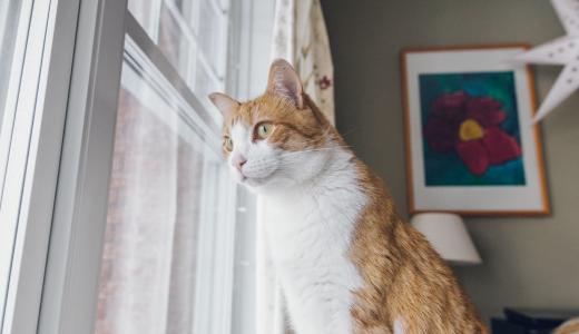 У кошки выпадает шерсть