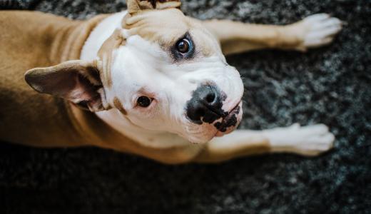 Американский бульдог