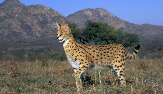 Кошка сервал