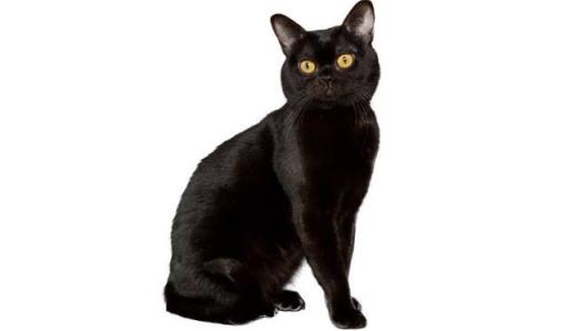 Бомбейская кошка