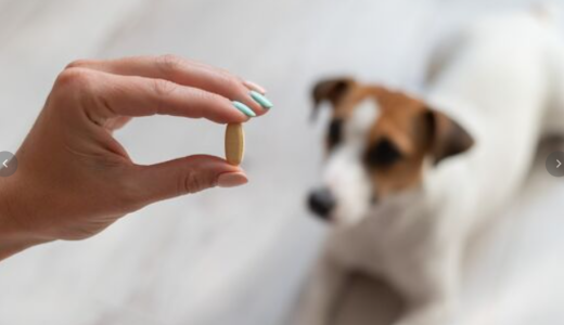 Как дать таблетку собаке