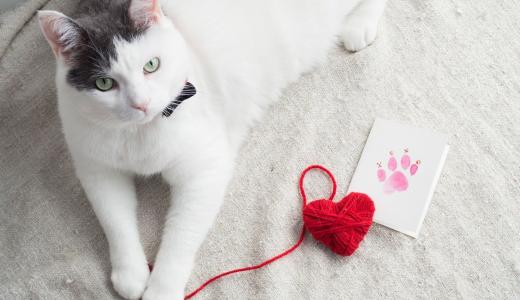 Как назвать кошку девочку