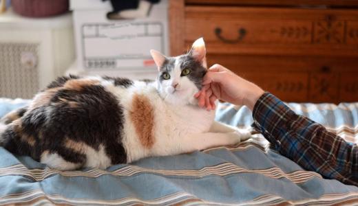 Почему кошки мнут лапами