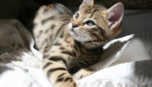 Породы кошек, похожих на леопарда