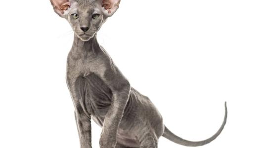 Самые дорогие кошки