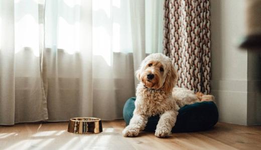 У собаки урчит в животе