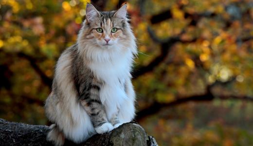 Самые большие в мире кошки