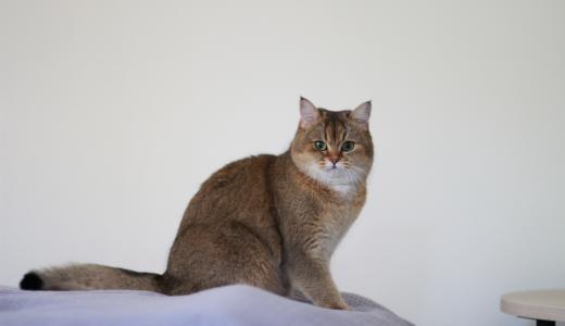 Шиншилла британская