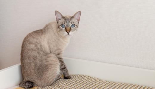 Породы кошек без хвостов