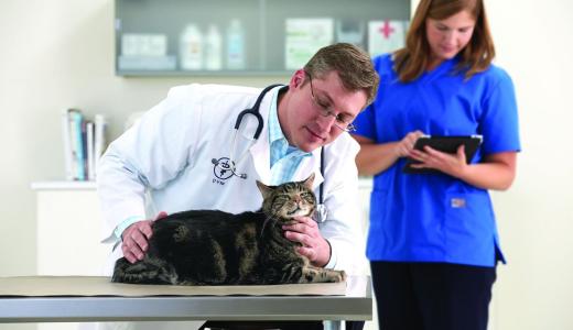 Власоед у кошки