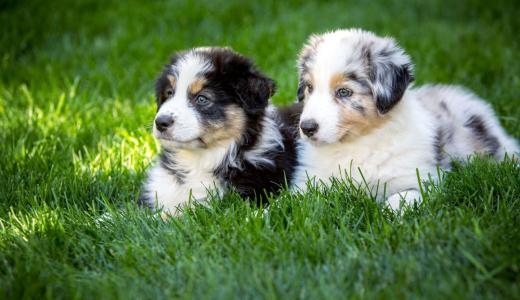 Как определить пол щенят