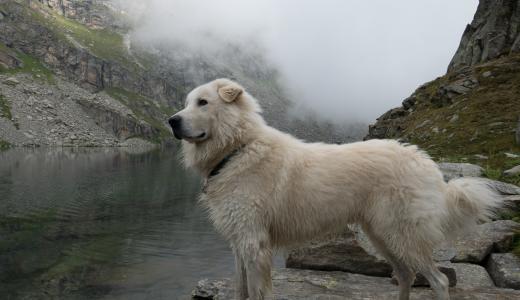 Маремма абруццкая