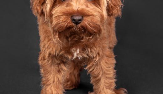 Петербургская орхидея