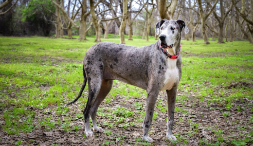 Датский дог