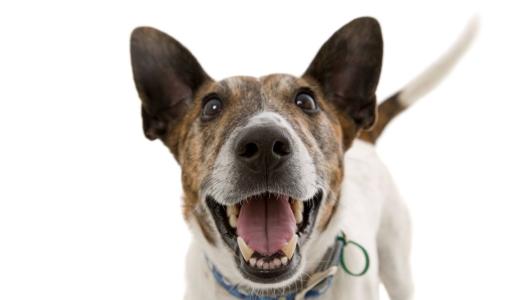 Зубной камень у собак