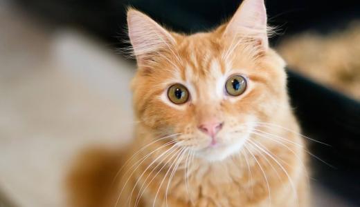 Породы рыжих кошек