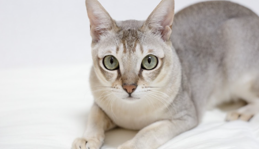 Сингапурская кошка