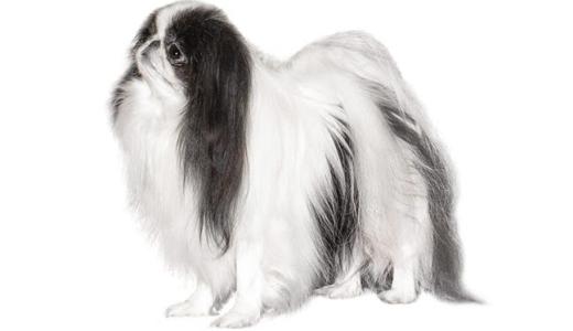 Японские породы собак