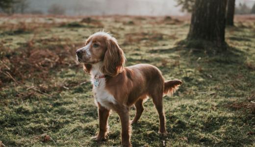 Виды спаниелей