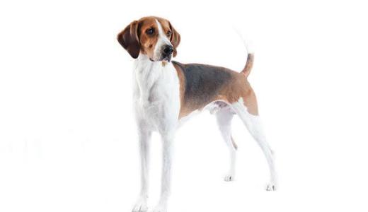 Гончие породы собак